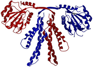 Часовой белок KaiA (изображение с сайта yosemite.tamu.edu)