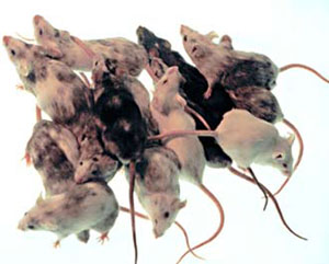 У этих мышей есть как нормальные клетки, так и клетки с мутациями часовых генов (фото с сайта www.genomenewsnetwork.org)