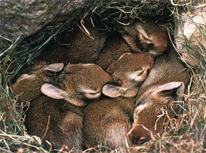 Мелкие животные вроде крыс или кроликов спят больше половины своей жизни (фото с сайта animals.timduru.org)