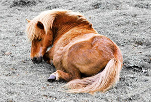Лошадям достаточно всего трех часов сна в день (фото с сайта pics.photo-art-prints.com)