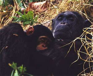 Любым животным, от самых примитивных до высших, сон необходим так же, как человеку (фото с сайта www.tanzaniaparks.com)