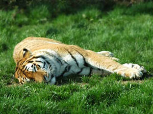 Во сне многие животные принимают характерную позу — на боку (фото с сайта www.copyright-free-pictures.org.uk)