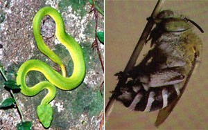 Спят не только теплокровные животные — спят змеи и даже пчелы (фото с сайтов www.dennisflood.com и home.bluepin.net.au)