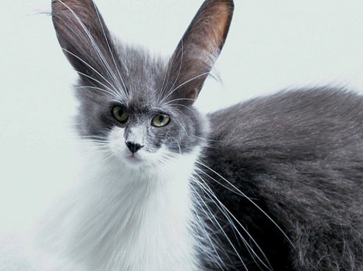 Густая короткая шерсть. Кошки с мохнатыми ушами. Ушастый пушистый кот. Кошка с большими ушами пушистая. Кошки с длинными ушами и хвостом.