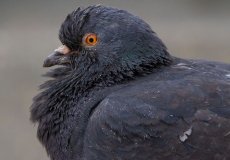 IMG_4065.jpg