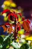 IMG_4224.jpg