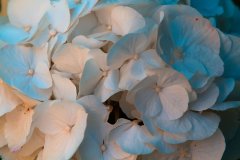 IMG_4227.jpg