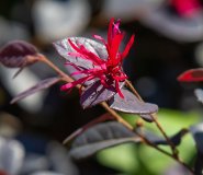 IMG_4237.jpg