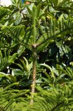 IMG_4238.jpg