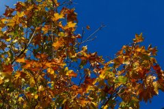 IMG_4810.jpg