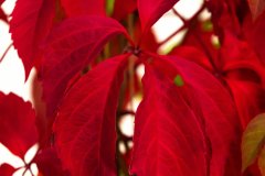IMG_4825.jpg