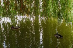 IMG_4846.jpg