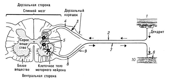 Описание: Рефлекторная дуга (схема)