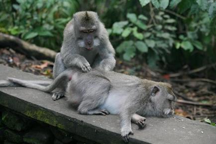 Описание: http://traveliving.org/wordpress/photo/dubrovskaya/ubud-monkey-forest/ubud-monkey-forest19.jpg