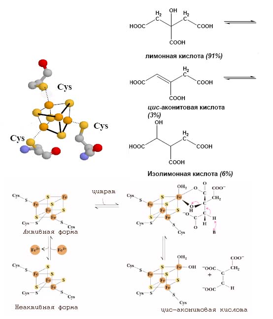 Роль FeS-кластера в обратимом превращении цитрата в изоцитрат