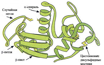 Основные элементы вторичной структуры белка