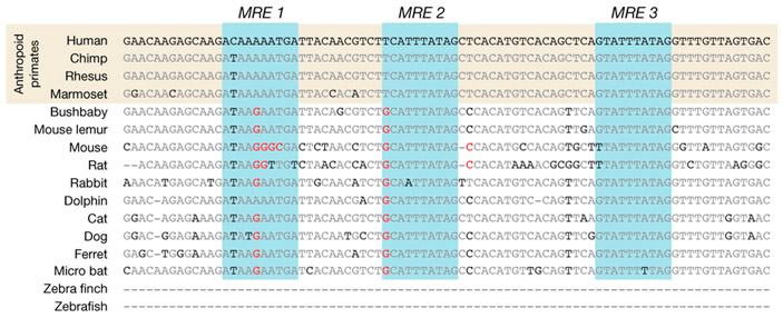 Рис. 3. Регуляторный участок (энхансер) гена OSTN у разных видов млекопитающих
