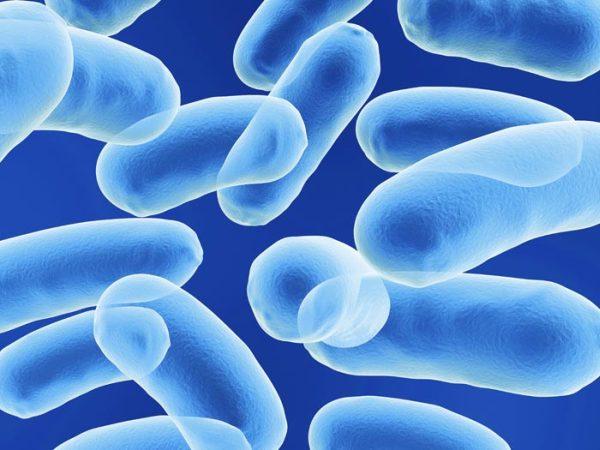 Неужели бактерии в самом деле используют критический эффект Казимира в работе своих мембран? (Иллюстрация Shutterstock / sgame.)